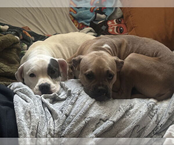 Medium Photo #2 American French Bull Terrier Puppy For Sale in San Diego, CA, USA