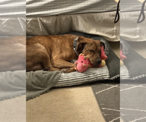 MILO - Male Mutt Dog for Adoption - Photo #3