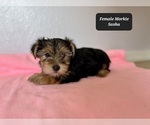 Small #1 Morkie