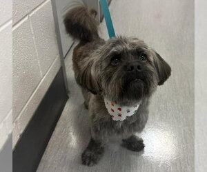 Maltese-Unknown Mix Dogs for adoption in Fort Collins, CO, USA