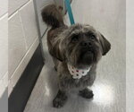 Pippin - Male Maltese-Unknown Mix Dog for Adoption - Small photo