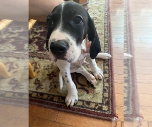 English Setter-German Shorthaired Pointer Mix Puppy for sale in AMESBURY, MA, USA