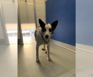 Texas Heeler-Unknown Mix Dogs for adoption in Visalia, CA, USA