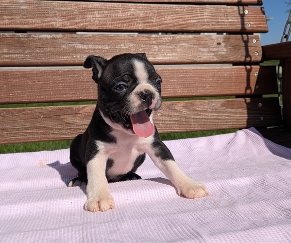 Medium Photo #3 Boston Terrier Puppy For Sale in GOSHEN, IN, USA