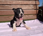 Small #2 Boston Terrier