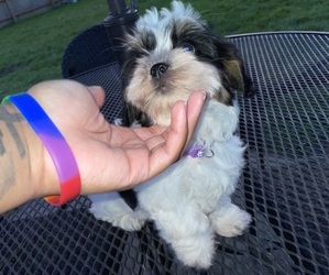 Havashu Puppy for sale in NOVI, MI, USA