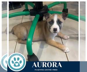 Siberian Husky-Unknown Mix Dogs for adoption in Kimberton, PA, USA