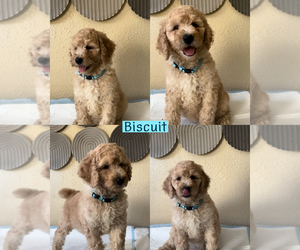 Poodle (Standard) Puppy for sale in EXETER, CA, USA