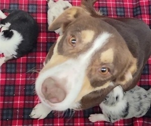 Mother of the Border Collie puppies born on 05/13/2022