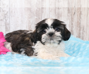 Shih Tzu Puppy for sale in SHILOH, OH, USA