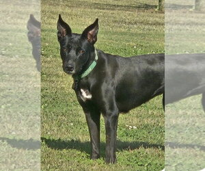 Evie - Female Shepradors Dog for Adoption - Photo #5