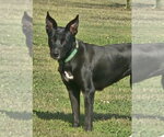 Small #4 Shepradors