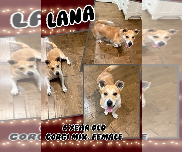 Medium Photo #1 Pembroke Welsh Corgi-Unknown Mix Puppy For Sale in Jacksonville, NC, USA