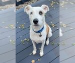 Small Catahoula Leopard Dog Mix