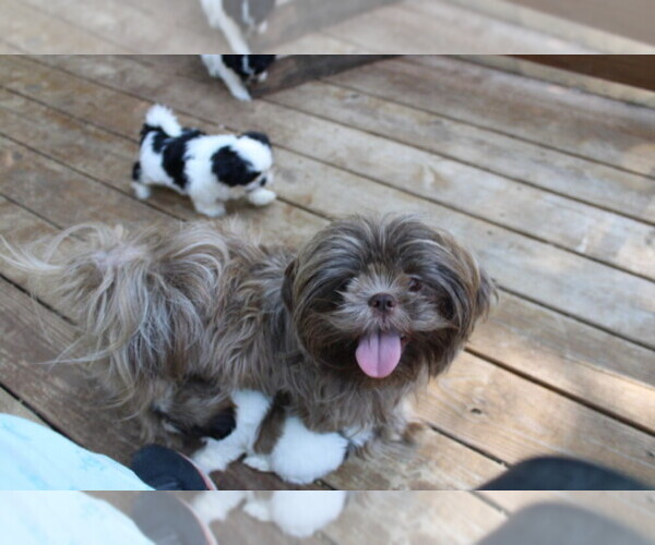 Medium Photo #1 Shih Tzu Puppy For Sale in THAYER, KS, USA