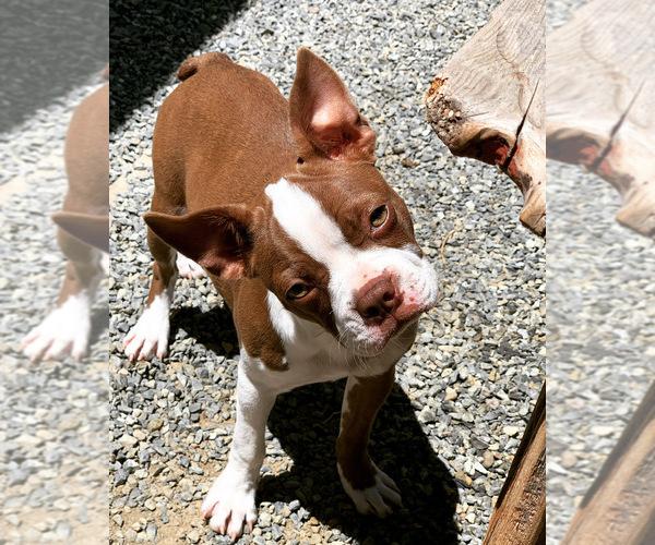 Medium Photo #1 Boston Terrier Puppy For Sale in TULARE, CA, USA