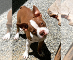 Small Photo #1 Boston Terrier Puppy For Sale in TULARE, CA, USA