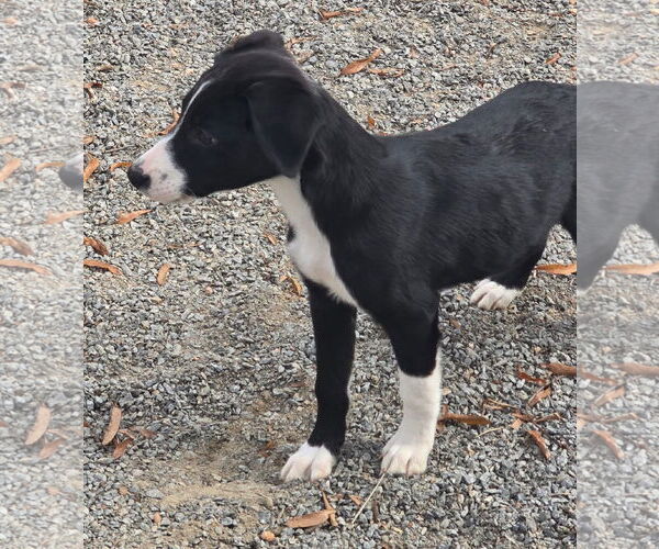 Medium Photo #8 Beagle-Border Collie Mix Puppy For Sale in Alexander, AR, USA