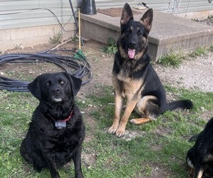 Father of the Shepradors puppies born on 05/01/2025
