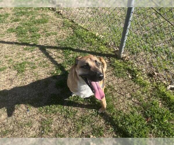 Medium Photo #1 Mutt Puppy For Sale in Tulsa, OK, USA