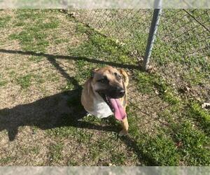 Mutt Dogs for adoption in Tulsa, OK, USA