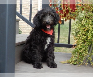 Sheepadoodle Puppy for sale in MILLERSBURG, OH, USA