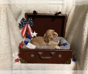 Cocker Spaniel Puppy for sale in CADDO, OK, USA