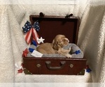 Image preview for Ad Listing. Nickname: Reggie