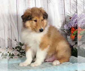 Collie Puppy for sale in PENNS CREEK, PA, USA