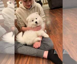 Samoyed Puppy for sale in SAN DIEGO, CA, USA