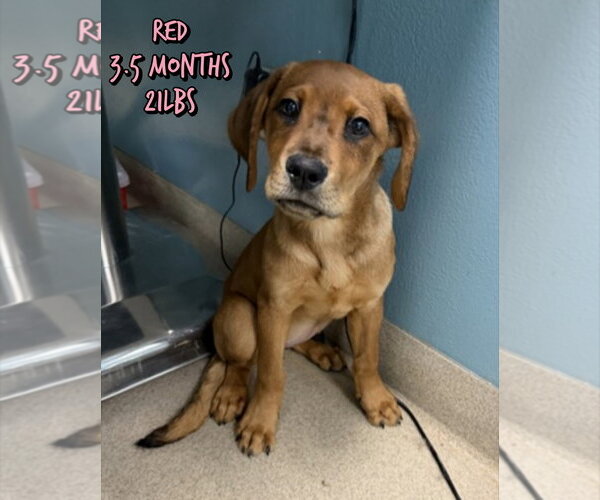 Medium Photo #1 Mutt Puppy For Sale in Woodbury, NY, USA