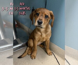 Mutt Dogs for adoption in Woodbury, NY, USA