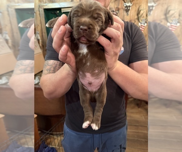 Medium Photo #2 Labradinger Puppy For Sale in NEW CONCORD, OH, USA