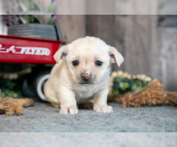 Medium Photo #6 Chihuahua Puppy For Sale in BERNE, IN, USA