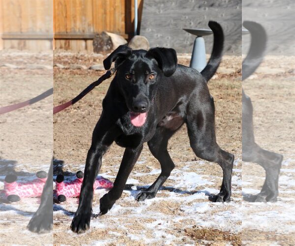 Medium Photo #2 Great Dane Puppy For Sale in Boise, ID, USA