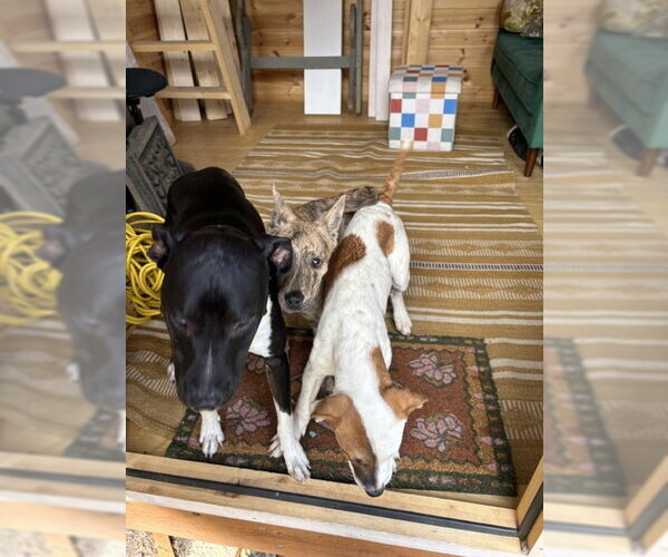 Medium Photo #5 Mutt Puppy For Sale in Sandy, UT, USA