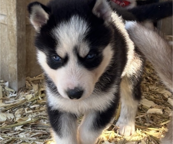 Medium Photo #4 Siberian Husky Puppy For Sale in WORTHINGTON, KY, USA