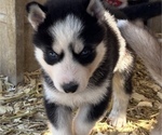 Small #3 Siberian Husky