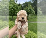 Small Photo #13 Cockapoo (Miniature) Puppy For Sale in BUCKLEY, WA, USA