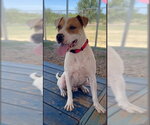 Small Mutt