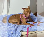 Small #5 Bullboxer Pit