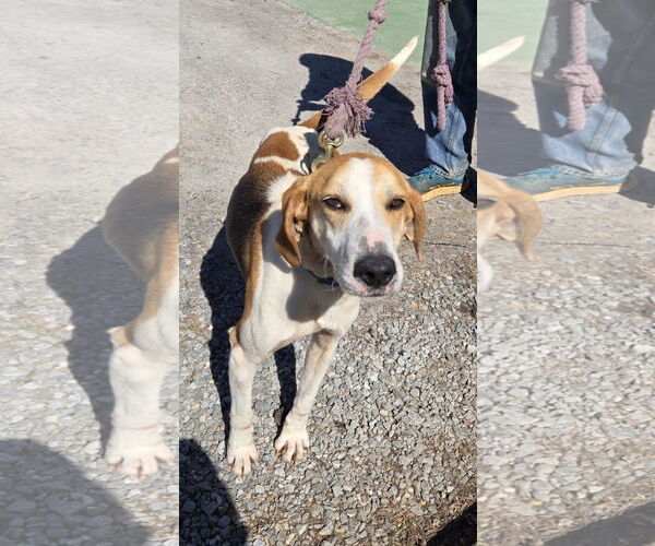Medium Photo #8 Mutt Puppy For Sale in Rustburg, VA, USA