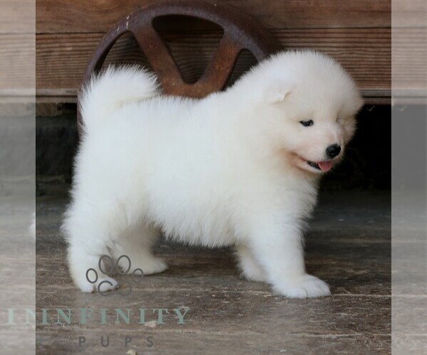 Medium Photo #5 Samoyed Puppy For Sale in LEOLA, PA, USA