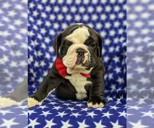 Olde English Bulldogge Puppy for sale in OXFORD, PA, USA