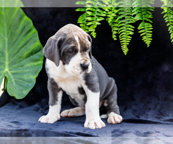 Medium Photo #19 Great Dane Puppy For Sale in WAKARUSA, IN, USA