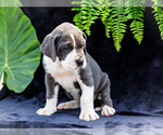 Small #18 Great Dane