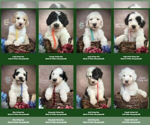 Sheepadoodle Puppy for Sale in MIDDLETOWN, Virginia USA