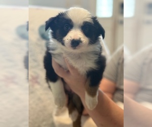 Australian Shepherd Puppy for sale in WEBSTER, FL, USA