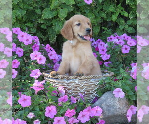 Golden Retriever Puppy for Sale in THORP, Wisconsin USA