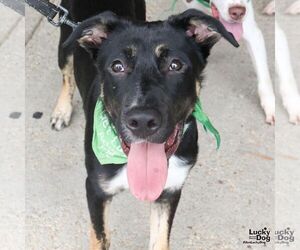 Fido - Male Australian Shepherd-Unknown Mix Dog for Adoption - Photo #7